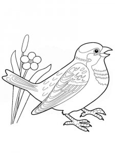 Sparrow coloring page 7 - Free printable