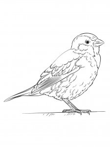 Sparrow coloring page 18 - Free printable