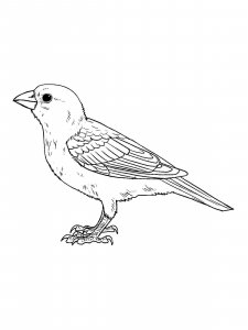 Sparrow coloring page 19 - Free printable