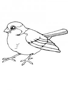 Sparrow coloring page 22 - Free printable