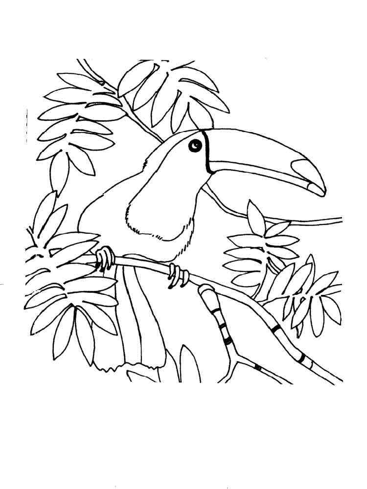 Toucan coloring pages. Download and print Toucan coloring ...