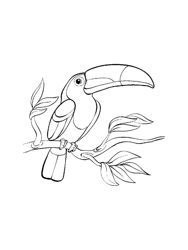 Toucan coloring pages