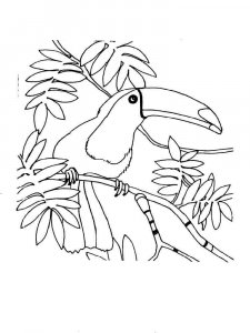 Toucan coloring page 25 - Free printable