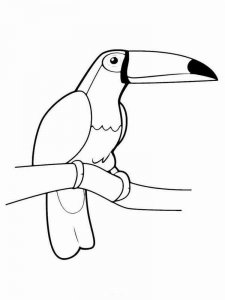 Toucan coloring page 35 - Free printable