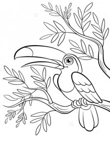 Toucan coloring page 36 - Free printable