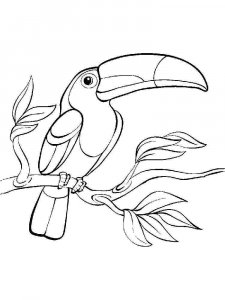Toucan coloring page 38 - Free printable