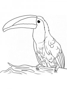 Toucan coloring page 30 - Free printable