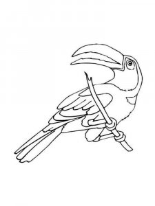 Toucan coloring page 32 - Free printable