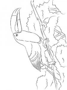 Toucan coloring page 33 - Free printable