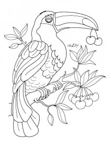 Toucan coloring page 13 - Free printable