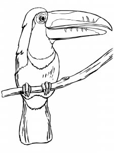 Toucan coloring page 16 - Free printable