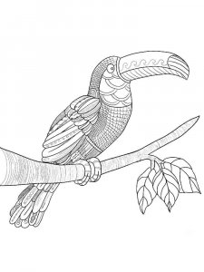 Toucan coloring page 19 - Free printable
