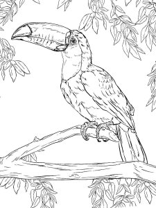 Toucan coloring page 21 - Free printable