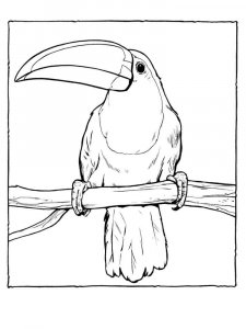 Toucan coloring page 24 - Free printable