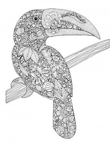 Toucan coloring page 4 - Free printable