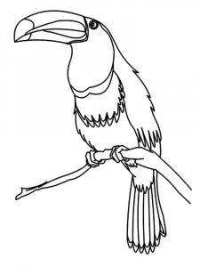 Toucan coloring page 5 - Free printable