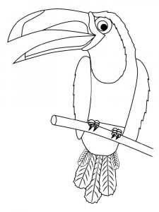 Toucan coloring page 6 - Free printable
