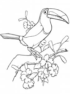 Toucan coloring page 8 - Free printable