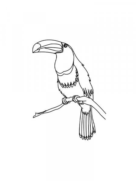 Toucan coloring pages