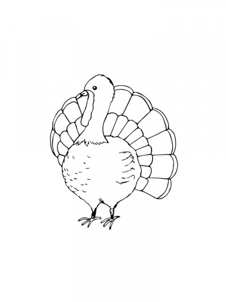 Turkeys coloring pages