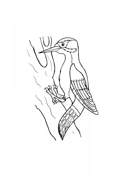 Woodpecker coloring pages