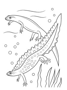 Amphibians coloring page 4 - Free printable