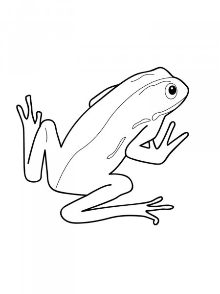 Amphibians coloring page