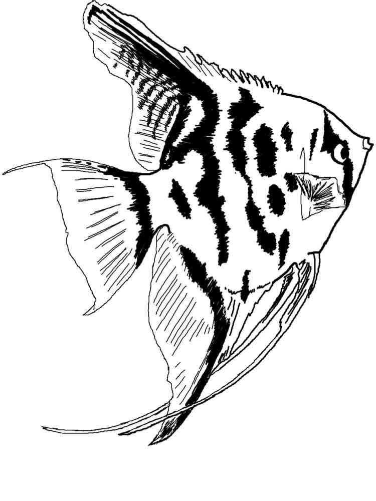 Aquarium Fish coloring pages. Download and print Aquarium Fish coloring