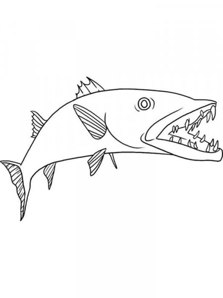 Barracuda coloring pages