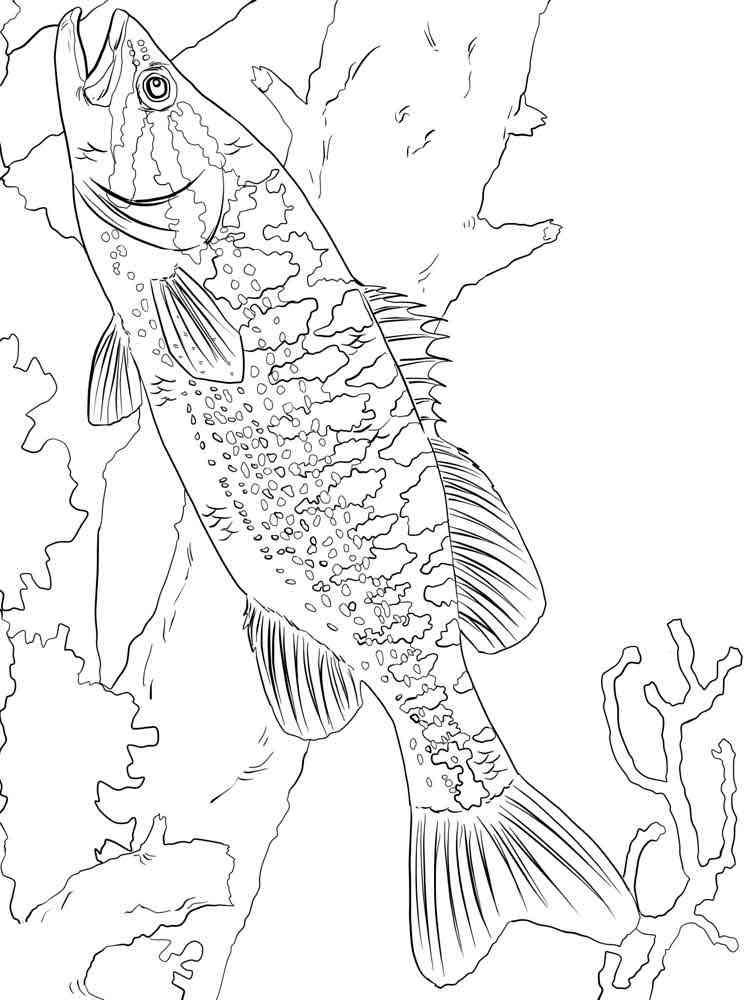 Bass fish coloring pages