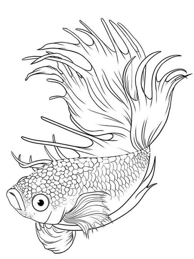 Betta Fish Coloring Page Coloring Pages