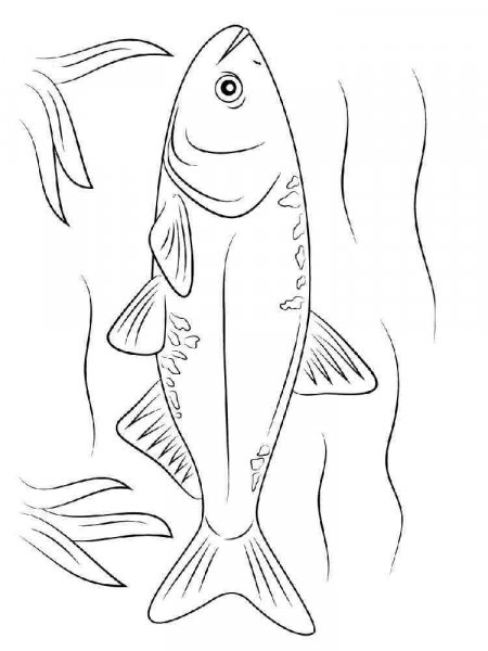 Carp coloring pages