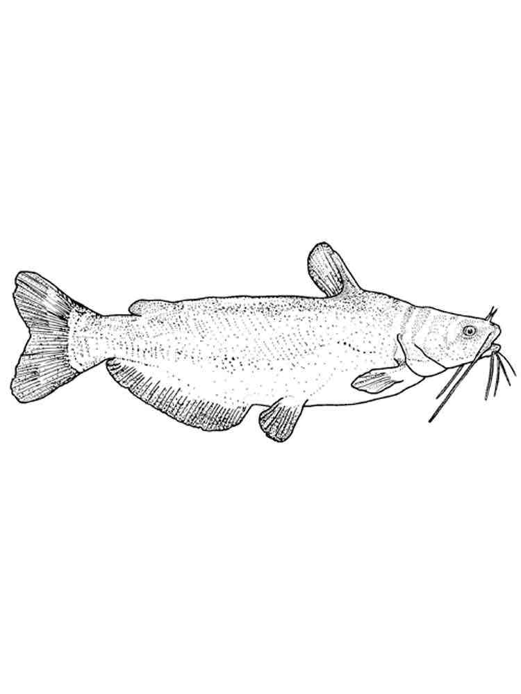 Download Catfish coloring pages. Download and print Catfish ...