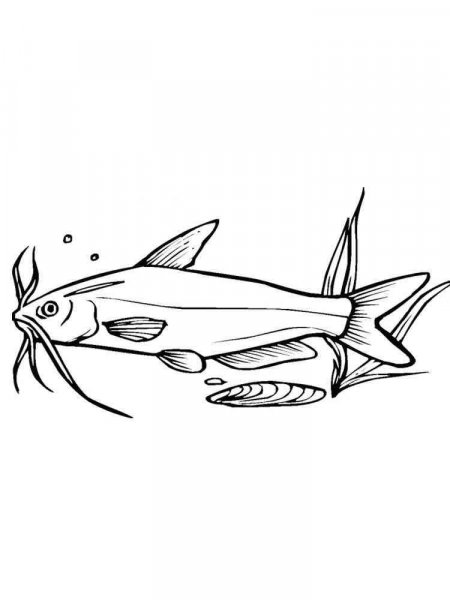 Catfish coloring pages