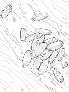 Clam coloring page 7 - Free printable