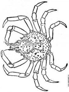 Crab coloring page 12 - Free printable