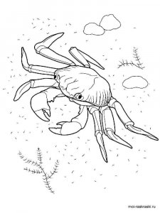 Crab coloring page 6 - Free printable