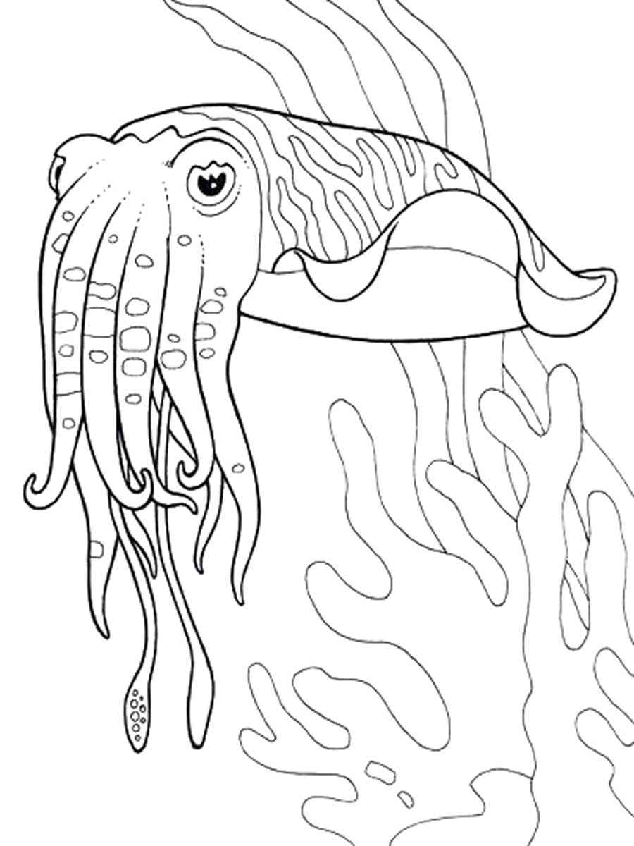 Cute Cuttle Fish Coloring Pages