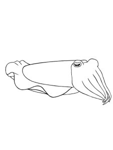 Cuttlefish coloring page 9 - Free printable