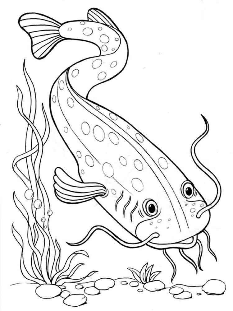 river fish coloring pages