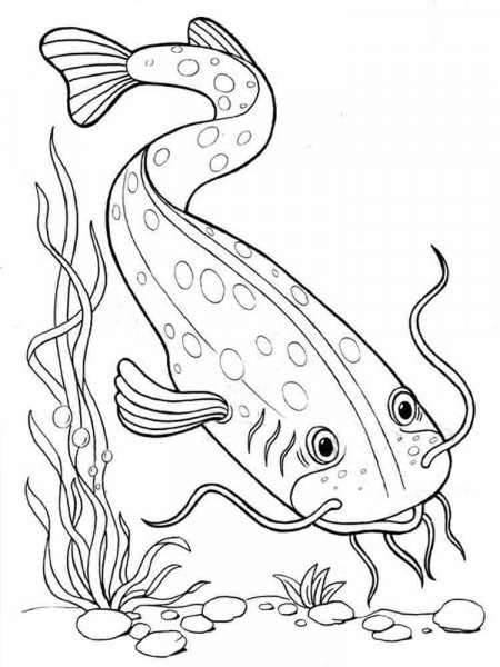 Freshwater Fish coloring pages