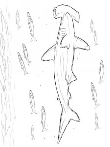 Hammerhead Shark coloring page 5 - Free printable