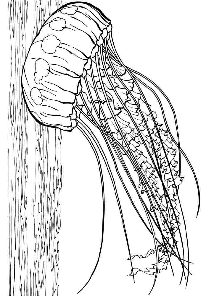 jellyfish coloring pages download and print jellyfish