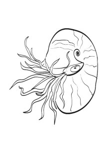 Mollusk coloring page 13 - Free printable