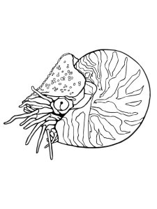 Mollusk coloring page 14 - Free printable