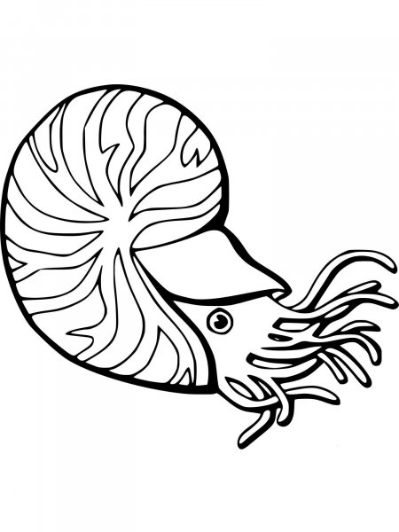 Mollusks coloring pages