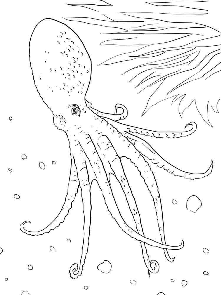 Octopus coloring pages. Download and print Octopus coloring pages