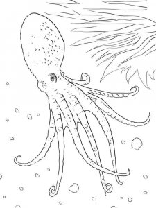 Octopus coloring page 10 - Free printable