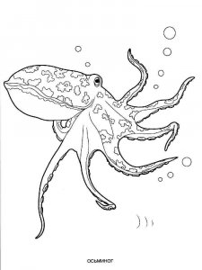 Octopus coloring page 2 - Free printable