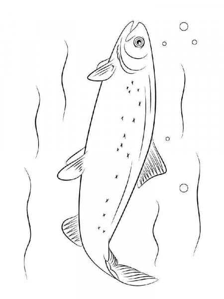 Salmon Coloring Pages